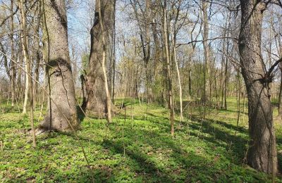Parc historique à vendre Dębe Wielkie, Ruda, Mazovie, Image 12/24