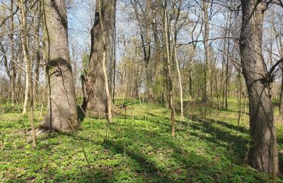 Parc historique à vendre Dębe Wielkie, Ruda, Mazovie:  