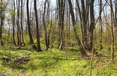 Parc historique à vendre Dębe Wielkie, Ruda, Mazovie:  