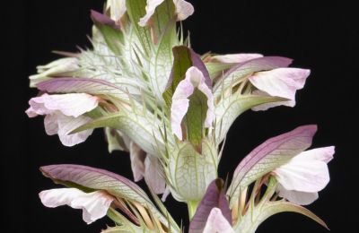 Château à vendre 91792 Ellingen, An der Vogtei 2, Bavière, Akanthus