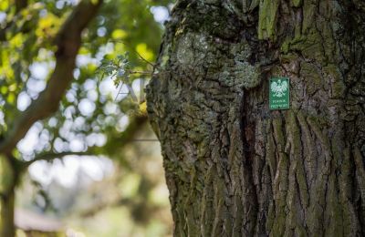 Manoir à vendre Trębki Nowe, Mazovie, Image 20/35