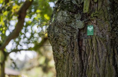 Manoir à vendre Trębki Nowe, Mazovie, Image 13/35