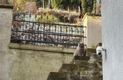 Demeure historique à vendre 58762 Altena, Bachstraße 66, Rhénanie-du-Nord-Westphalie, Außentreppe zum Garten 