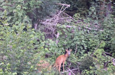 Demeure historique à vendre 58762 Altena, Bachstraße 66, Rhénanie-du-Nord-Westphalie, Blick aus den Fenster