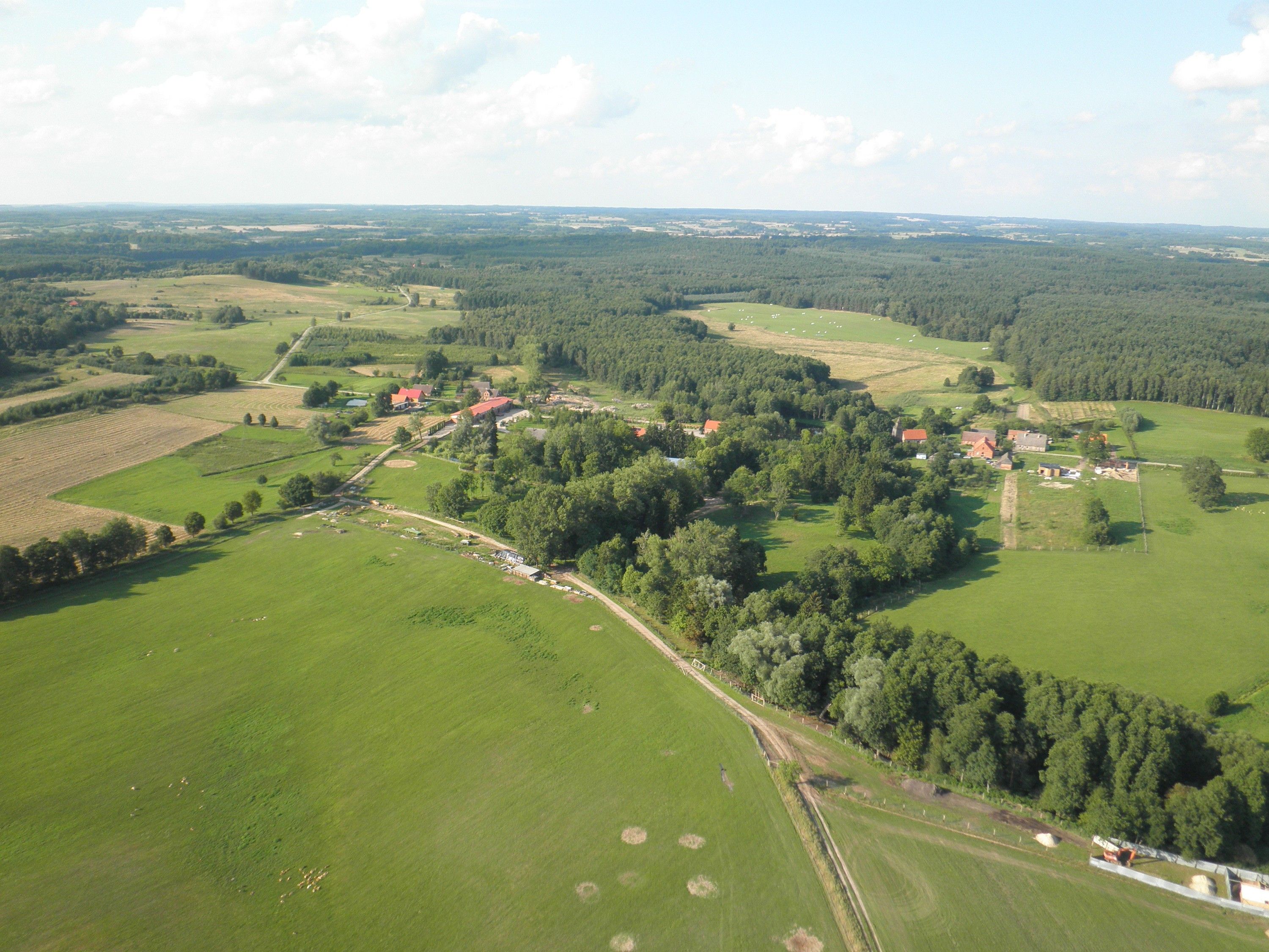 Poméranie occidentale à vendre