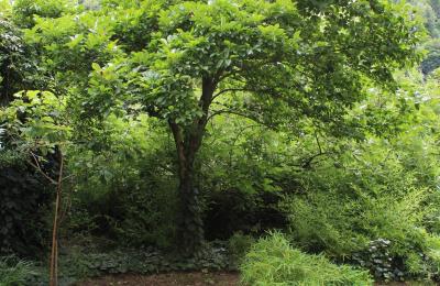 Demeure historique à vendre Faido, Tessin, Image 29/44