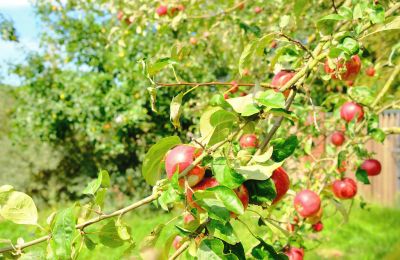 Moulin à vendre 29451 Dannenberg, Basse-Saxe, Image 15/20