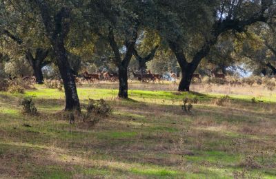 Château médiéval à vendre San Vicente de Alcántara, Estrémadure, Image 35/36