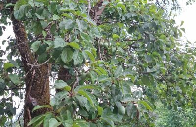 Manoir à vendre Galice, Image 36/48