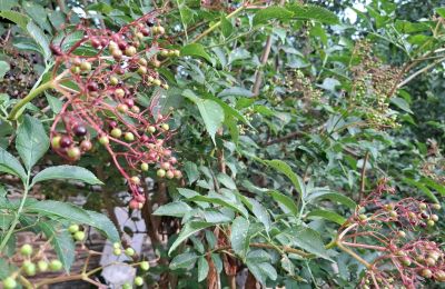 Manoir à vendre Galice, Image 37/48