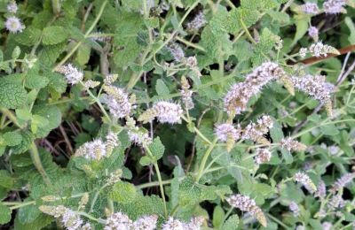 Manoir à vendre Galice, Image 39/48