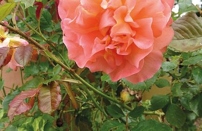 Château médiéval à vendre Mecklembourg-Poméranie-Occidentale, Image 82/96