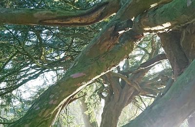 Château médiéval à vendre Mecklembourg-Poméranie-Occidentale, Image 59/96