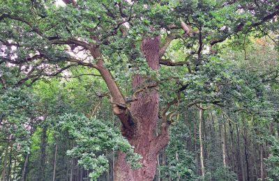 Château médiéval à vendre Mecklembourg-Poméranie-Occidentale, Image 67/96