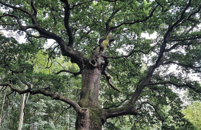 Château médiéval à vendre Mecklembourg-Poméranie-Occidentale, Image 8/96