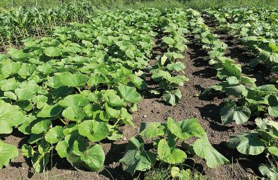 Château médiéval à vendre Mecklembourg-Poméranie-Occidentale, Image 61/96