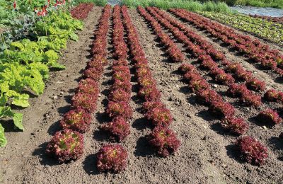 Château médiéval à vendre Mecklembourg-Poméranie-Occidentale, Image 60/96