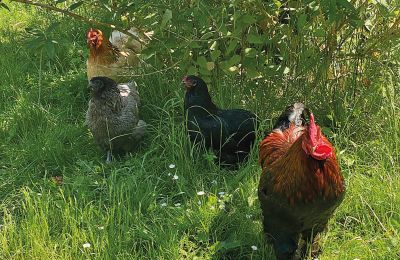 Château médiéval à vendre Mecklembourg-Poméranie-Occidentale, Image 74/96