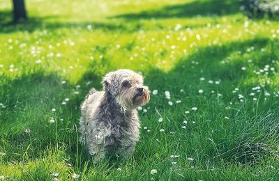 Château médiéval à vendre Mecklembourg-Poméranie-Occidentale, Image 76/96