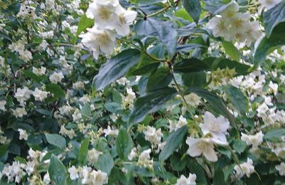 Château médiéval à vendre Mecklembourg-Poméranie-Occidentale, Image 73/96