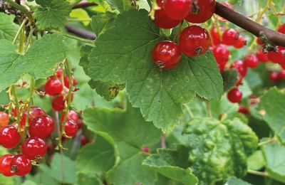 Château médiéval à vendre Mecklembourg-Poméranie-Occidentale, Image 79/96
