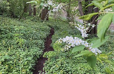 Château médiéval à vendre Mecklembourg-Poméranie-Occidentale, Image 58/96