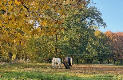 Château médiéval à vendre Mecklembourg-Poméranie-Occidentale, Image 77/96