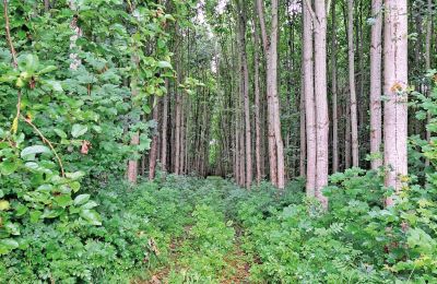 Château médiéval à vendre Mecklembourg-Poméranie-Occidentale, Image 66/96