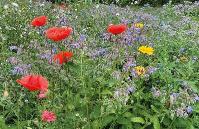 Château médiéval à vendre Mecklembourg-Poméranie-Occidentale, Image 65/96