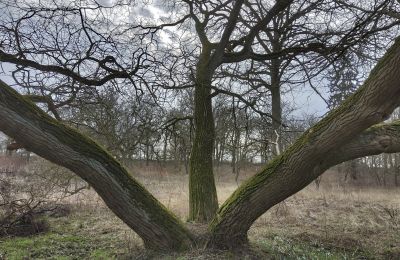 Manoir à vendre Bolkowice, Dwór w Bolkowicach, Poméranie occidentale, Parc