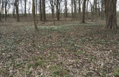 Manoir à vendre Bolkowice, Dwór w Bolkowicach, Poméranie occidentale, Terrain