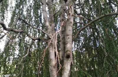 Château à vendre Kostrzyna, Kostrzyna 38, Basse-Silésie, Image 13/19