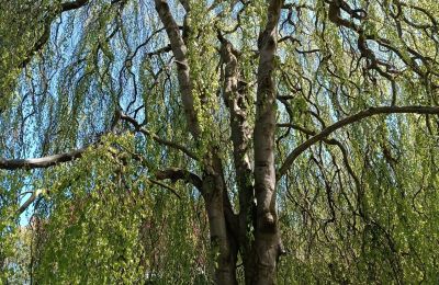 Château à vendre Kostrzyna, Kostrzyna 38, Basse-Silésie, Image 14/19