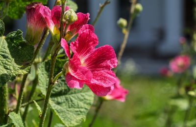 Herrgård till salu Bosowice, Bosowice 80, województwo świętokrzyskie, Bild 5/25