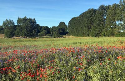 Manoir à vendre Brandebourg, Blick auf Koppel