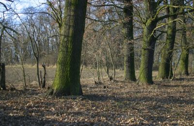 Manoir à vendre Rogów Wołowski, Basse-Silésie, Image 13/25