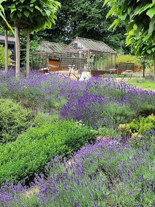 Jardin de lavande au château